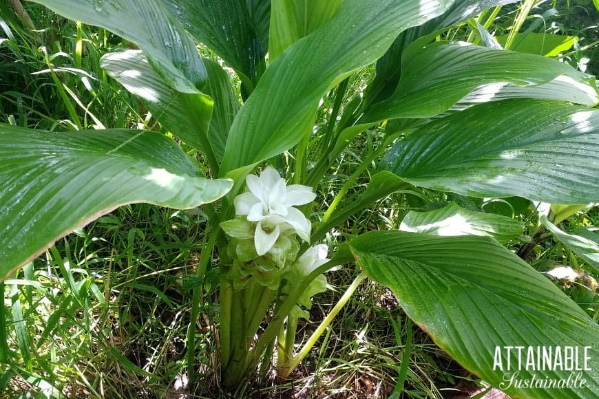 growing turmeric plant, green with white flower