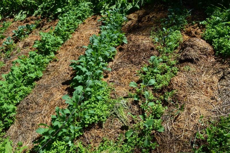 rows of garden vegetables mulched with straw