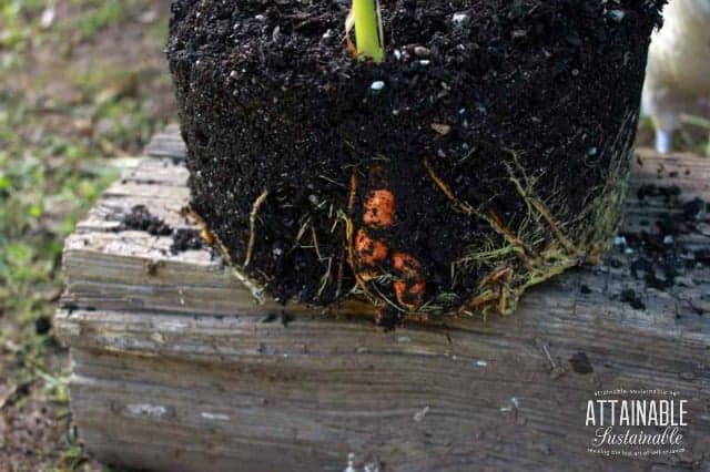 Root ball of turmeric plant, showing some of the orange tuber