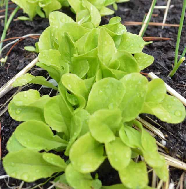 close up of green lettuce growing in soil