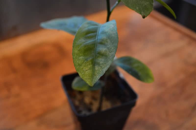 yellowing leaves on plant due to spider mite damage