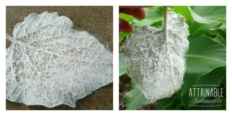 Whitefly infestation can be devastating for your plants, both indoors and out. This is an outdoor infestation in Hawaii.