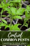 tomato seedlings