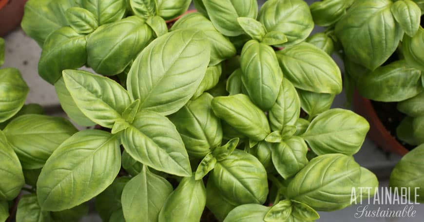 young green leaves of plants from above