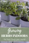 growing herbs in 3 galvanized planters