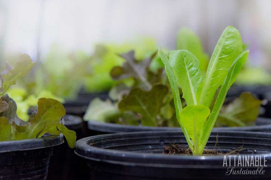 young lettuce plants in black pots