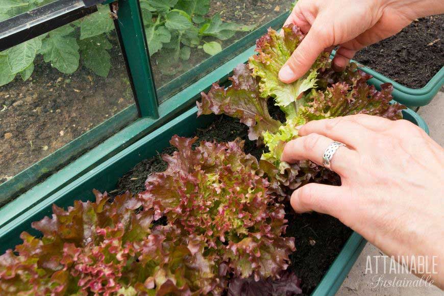 female hands harvesting lettuce