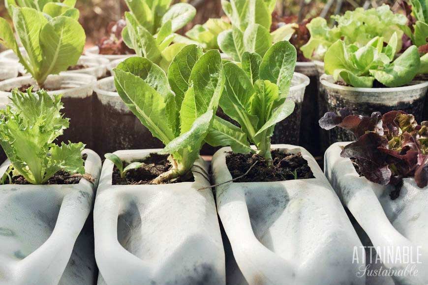 lettuce growing in upcycled jugs