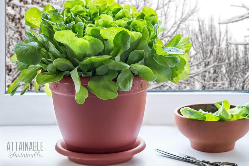 green lettuce growing indoors in terra cotta pot