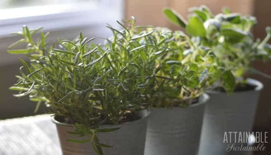 indoor herb garden: rosemary, oregano, sage in galvanized pots