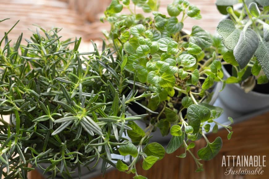 growing green herbs from above