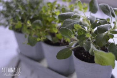 growing herbs in a windowsill
