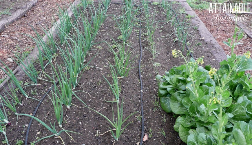 garden bed with onions in a row, and a few bok choy plants