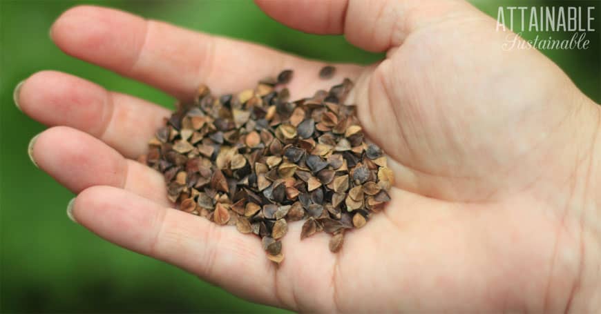 buckwheat seeds in a hand