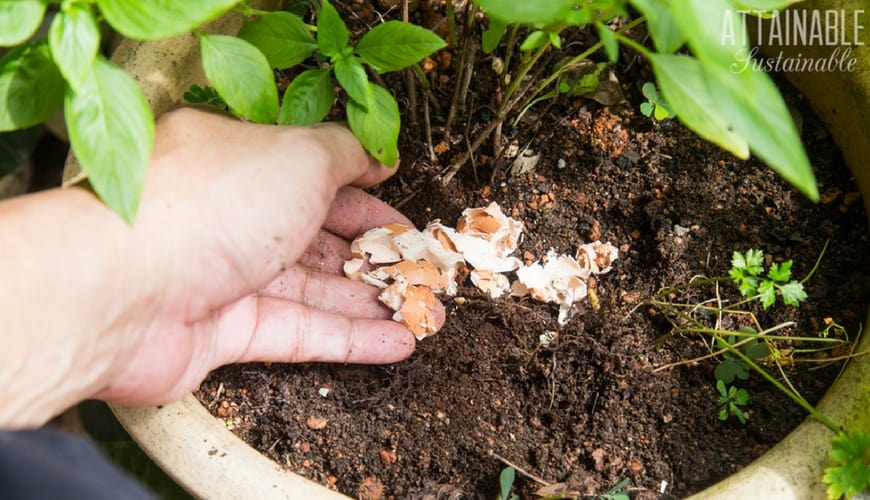 left hand scattering eggshells in the garden soil in a planter