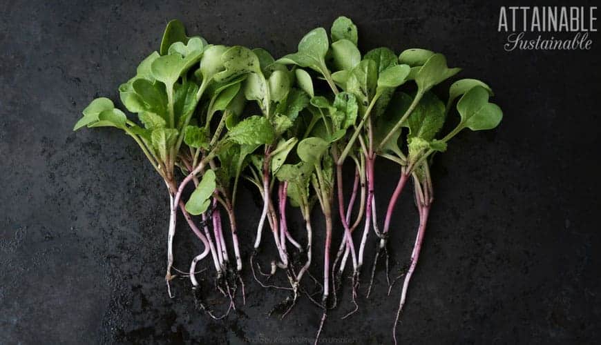 radish microgreens with tiny roots on black