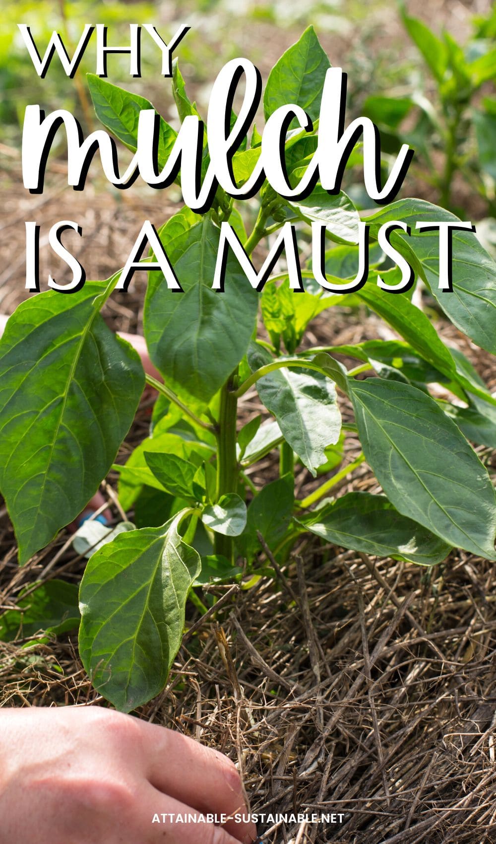 pepper plant with mulch surrounding the plant.