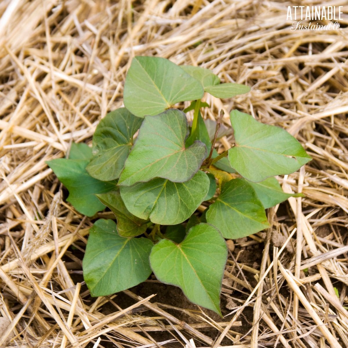 sweet potato plant at center of image, surrounded by hay mulch.