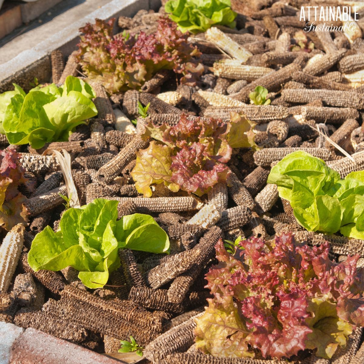 garden bed with lettuce planted, surrounded by dry corn cob mulch.