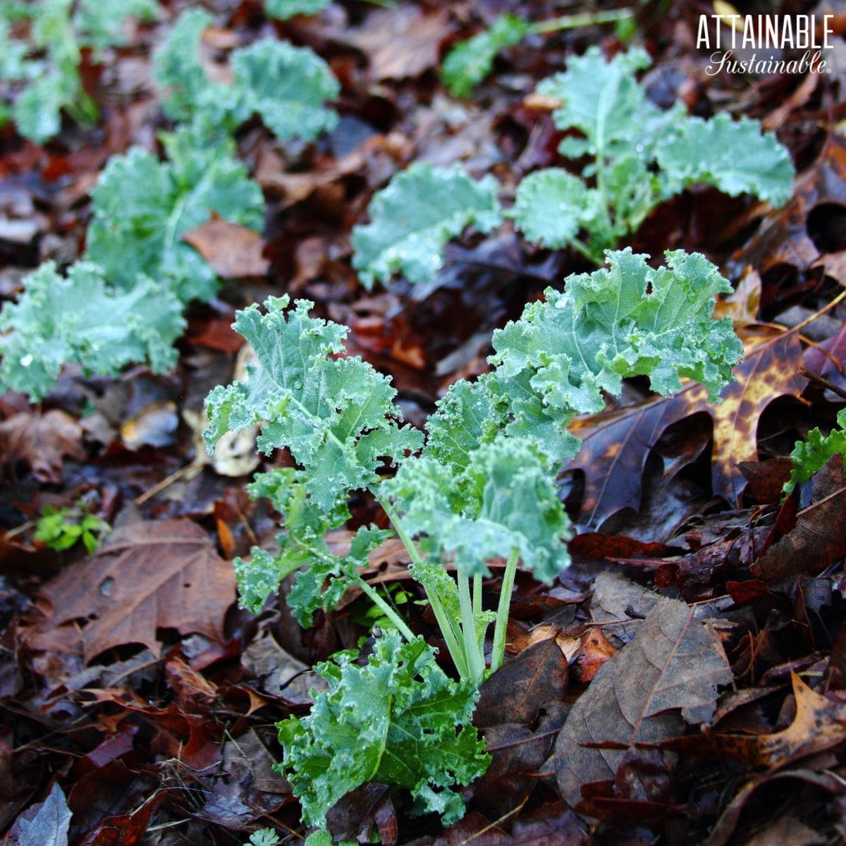 kale mulched with fall leaves to retain moisture.