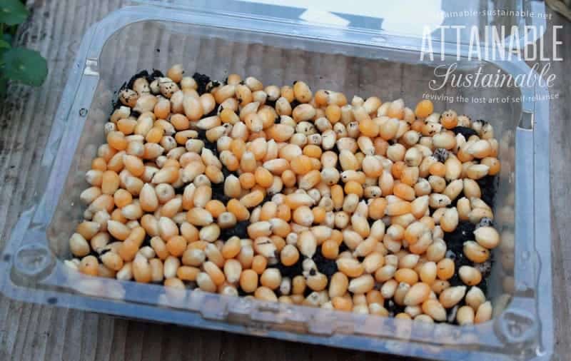 yellow popcorn kernels planted in a plastic tray
