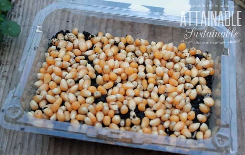 yellow popcorn kernels planted in a plastic tray