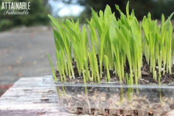 green popcorn shoots microgreens in a plastic tray