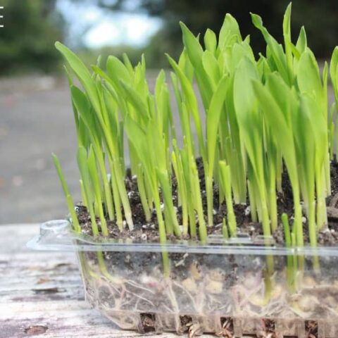 green popcorn shoots microgreens in a plastic tray