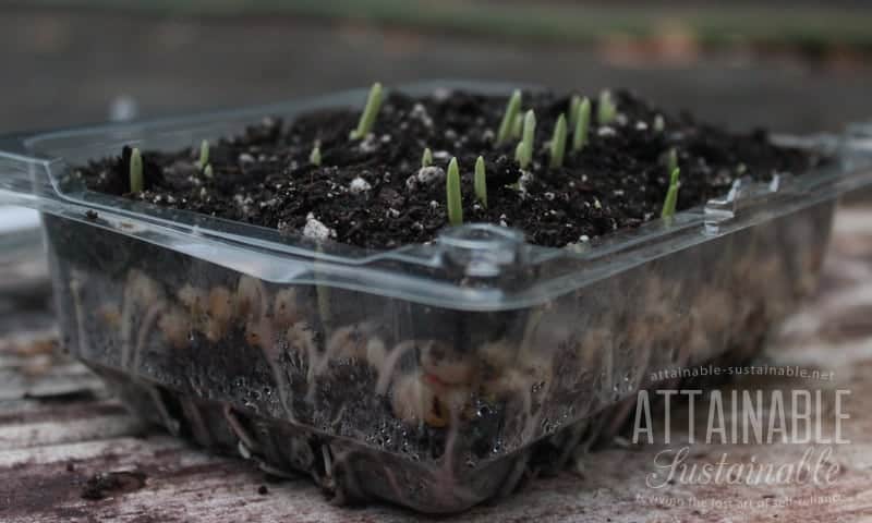 corn sprouts emerging from soil in a plastic tray