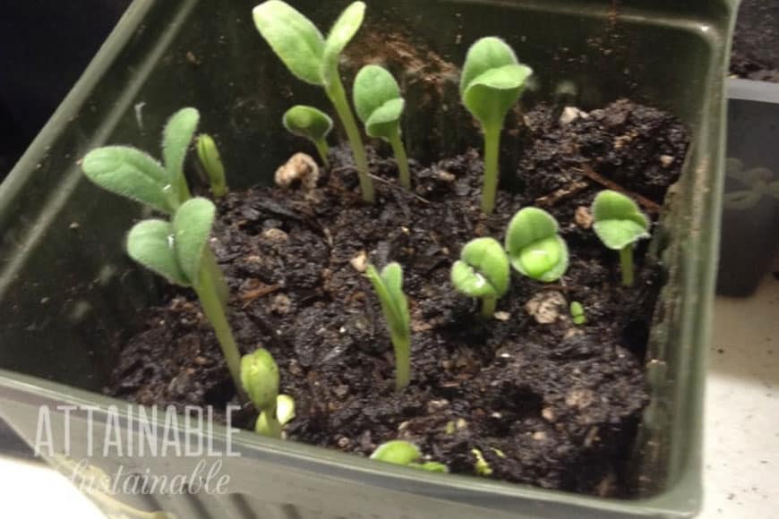 borage seedlings in a square pot