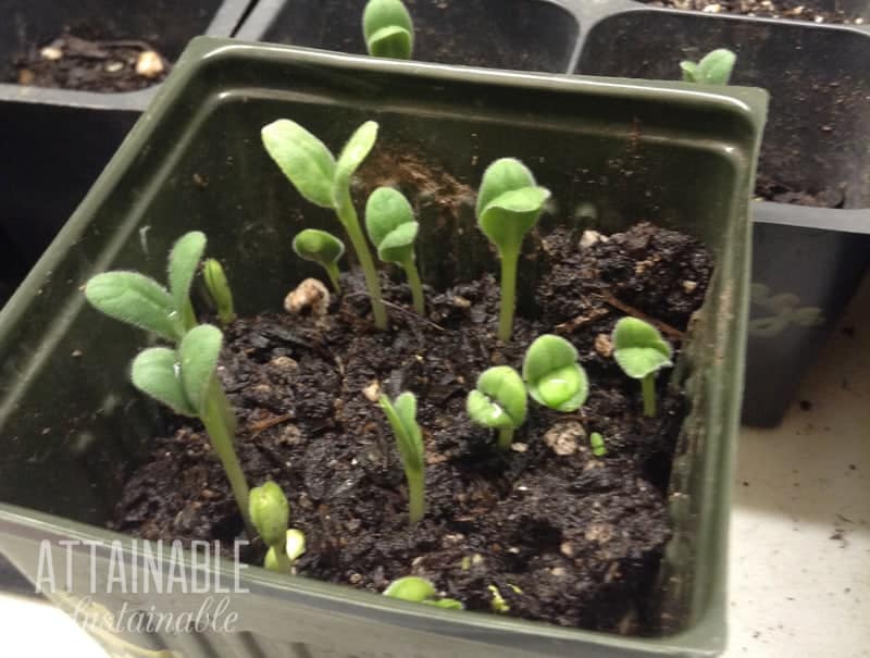 Growing Vegetables from Seeds How to Get a Jump on Your Garden