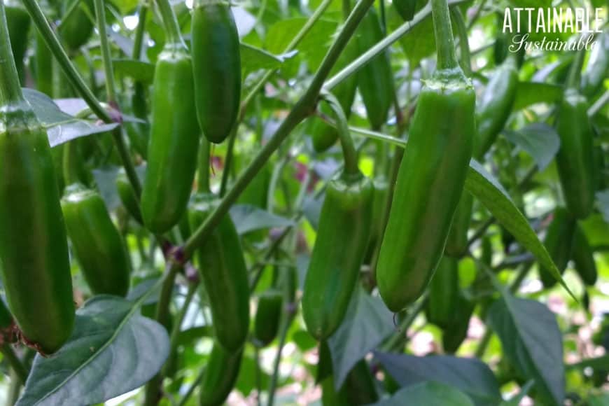 pimenta jalapeno verde em uma planta