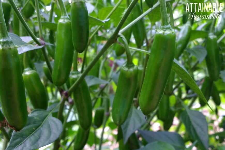 green jalapeno hot peppers on a plant