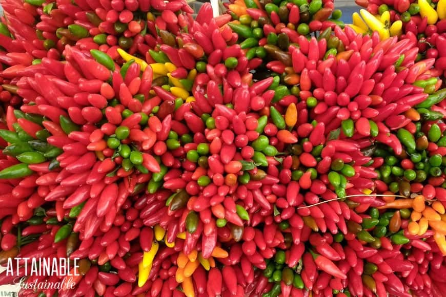 red hot peppers in a huge stack, with a few yellow and green ones