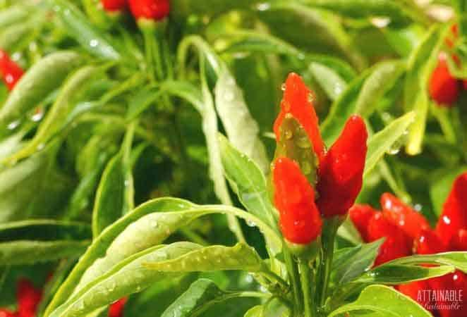 red hot peppers on a plant