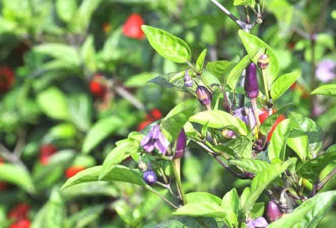 purple peppers on a plant