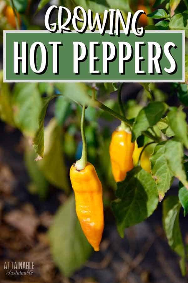 yellow hot peppers on a plant