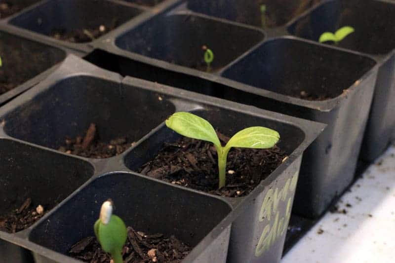seedling sprouting in a plastic seed tray