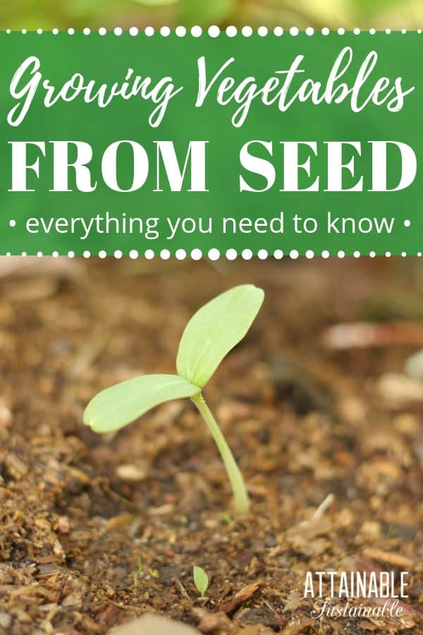 zucchini seedling