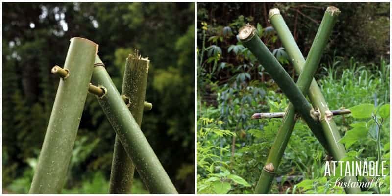 bamboo trellis in the garden