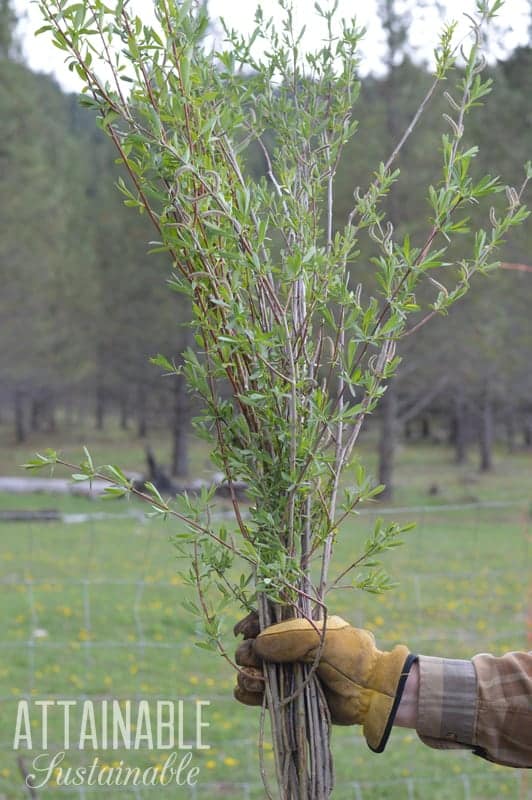willow for rooting hormone