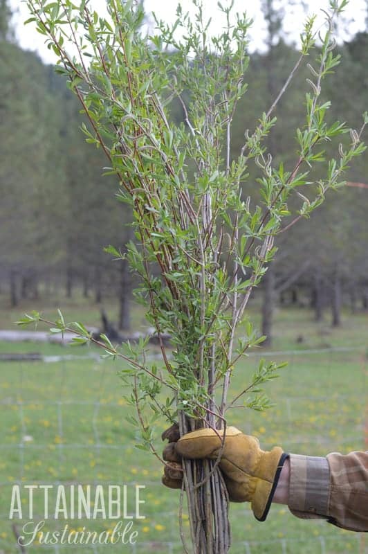 gloved hand holding branches