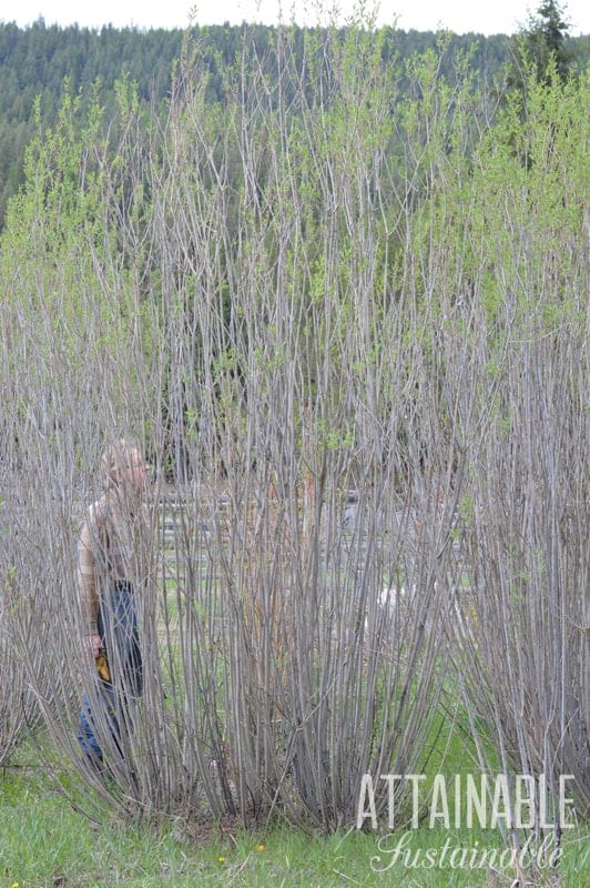 man behind willowy branches