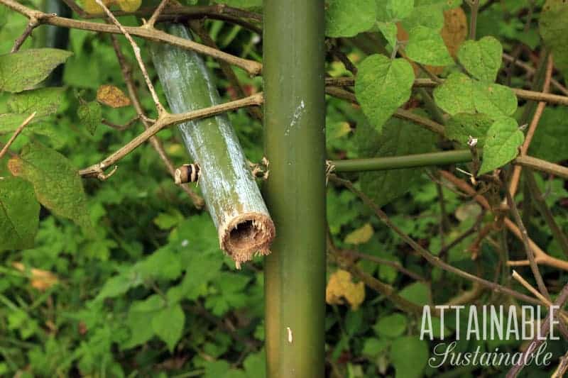 bamboo trellis construction - close up