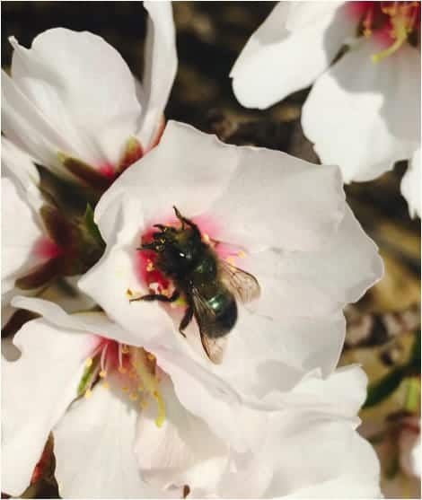 bee in white blossom