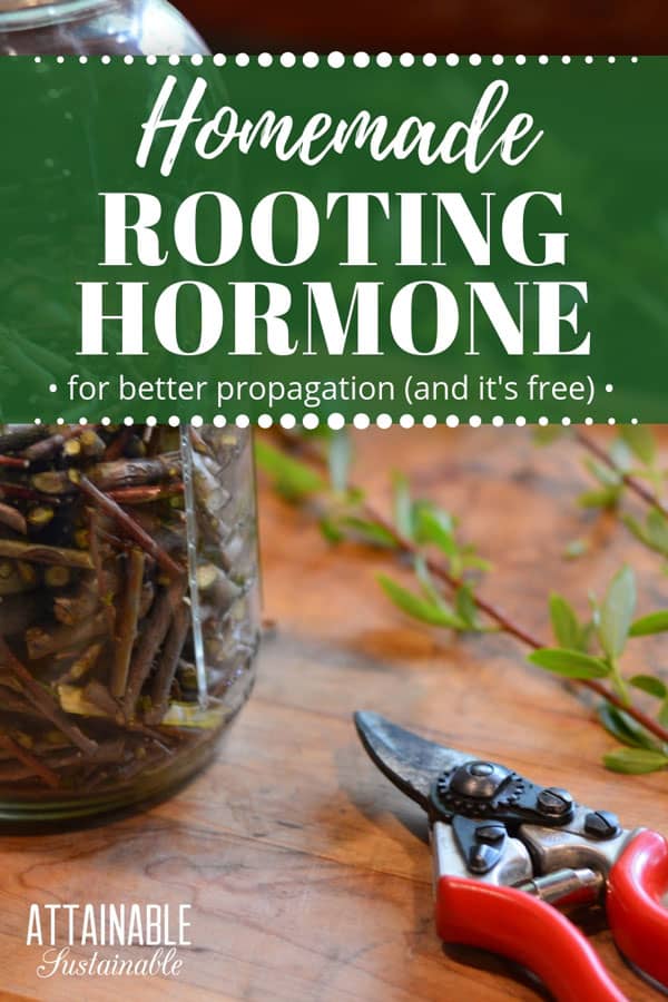 red pruners on a wooden table, making homemade rooting hormone with willow branches