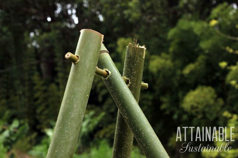 bamboo trellis construction - bamboo pinned with smaller bamboo