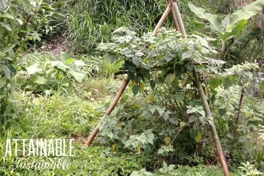 bamboo trellis in a lush, green garden