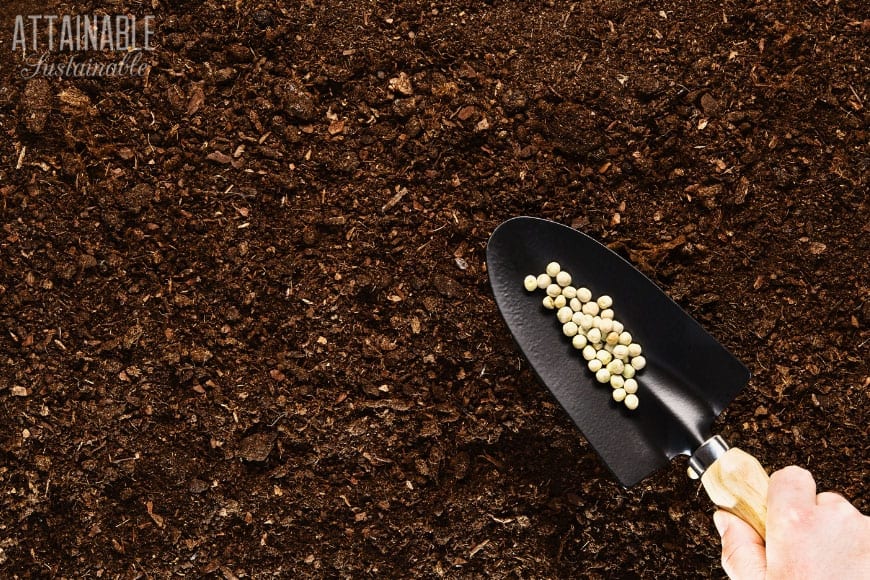 good garden soil with a trowel full of pea seeds