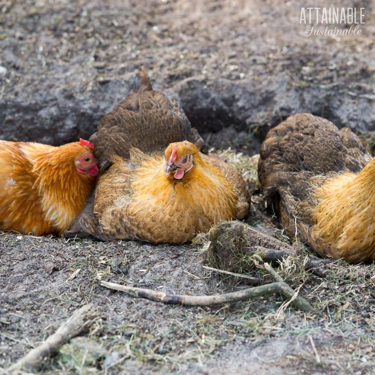 3 chickens dust bathing.